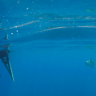 The hull of a boat with a moonfish following close behind