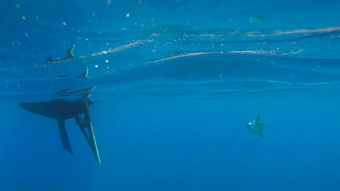 The hull of a boat with a moonfish following close behind