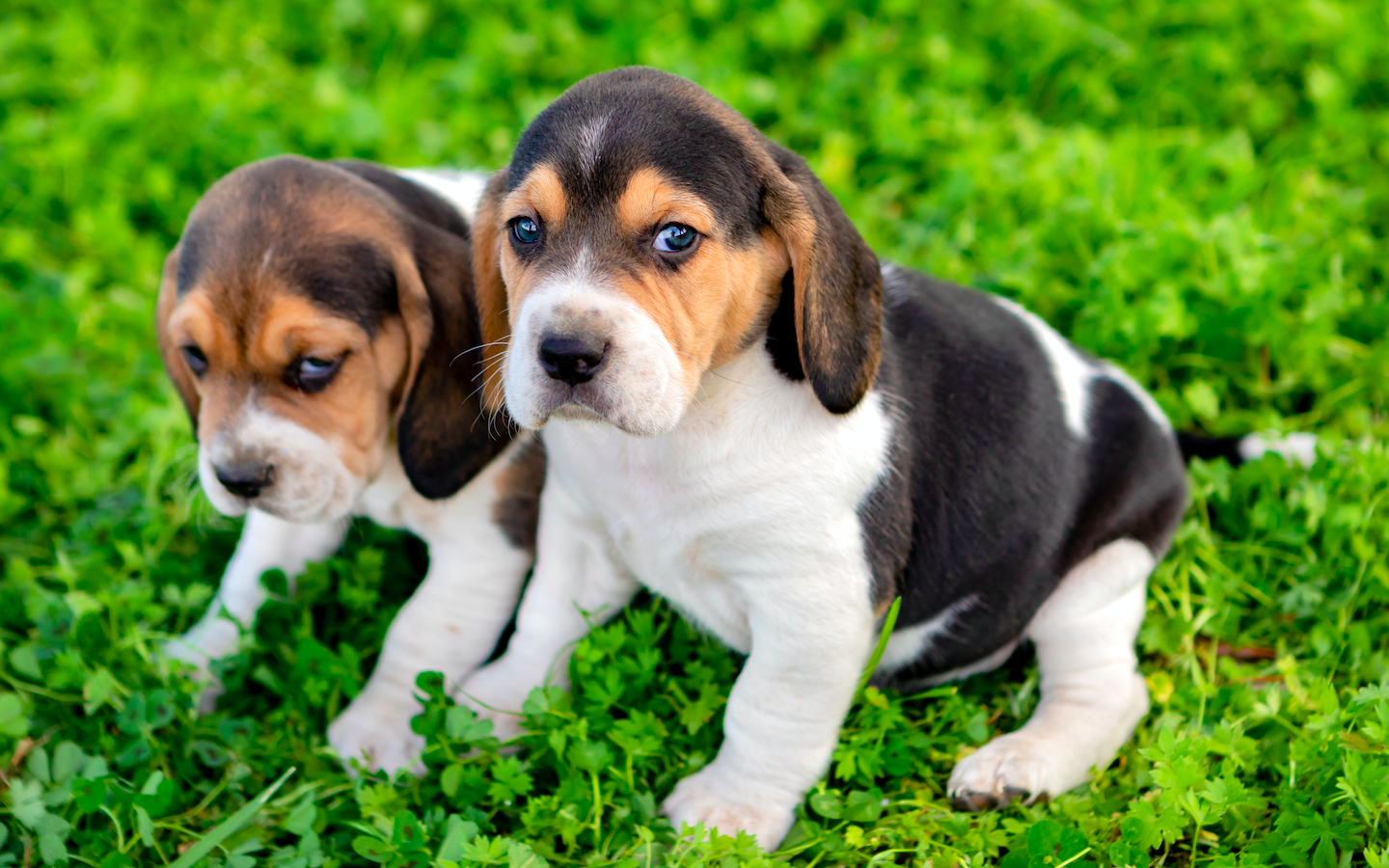 Allergic to dogs? These genetically modified Beagles could change everything