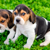 2 young Beagle pups sitting on the grass looking up at the camera