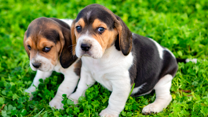 2 young Beagle pups sitting on the grass looking up at the camera