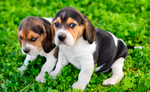 2 young Beagle pups sitting on the grass looking up at the camera