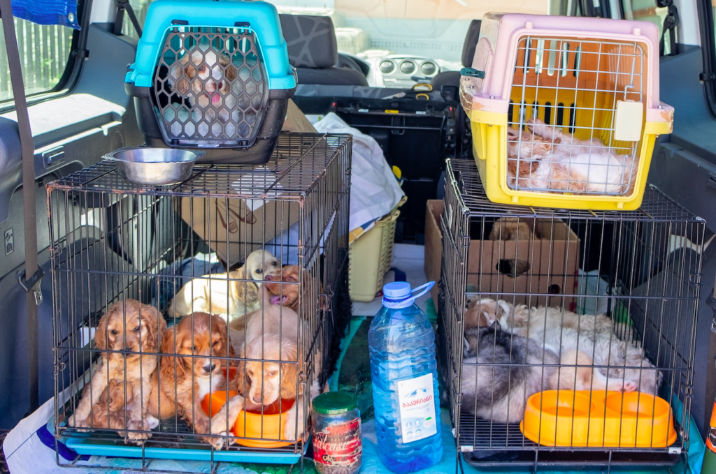 Spains abandoned dog crisis grows as traffickers cash in on cheap imported puppies Spain is already struggling to cope with hundreds of thousands of dogs and cats entering shelters every year. Now, police […]