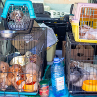Puppies in cages and transport boxes in the back of a van