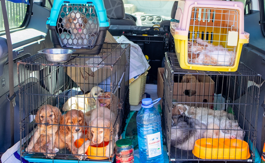 Puppies in cages and transport boxes in the back of a van