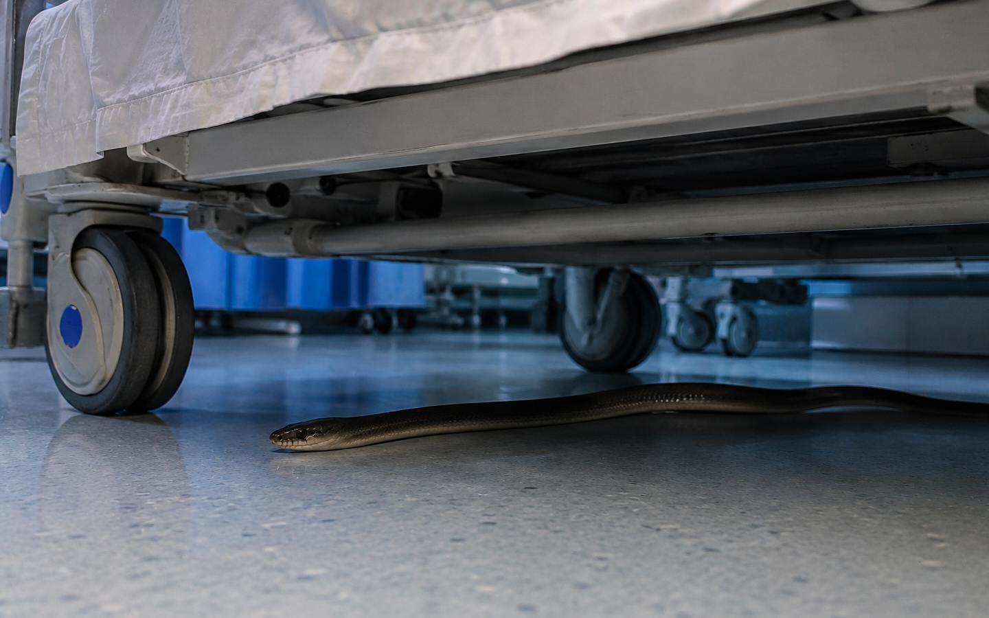 Snakes discovered beneath patients’ beds at hospital in southern Spain
