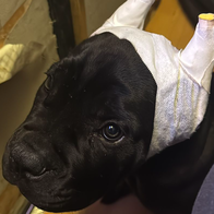 A dog looking up at the camera with a bandage wrapped around its face and ears from an ilegal amputation surgery