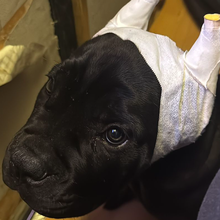 A dog looking up at the camera with a bandage wrapped around its face and ears from an ilegal amputation surgery