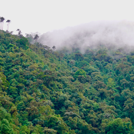 Tall wax palms interspersed within dense green jungle and the low-lying clouds