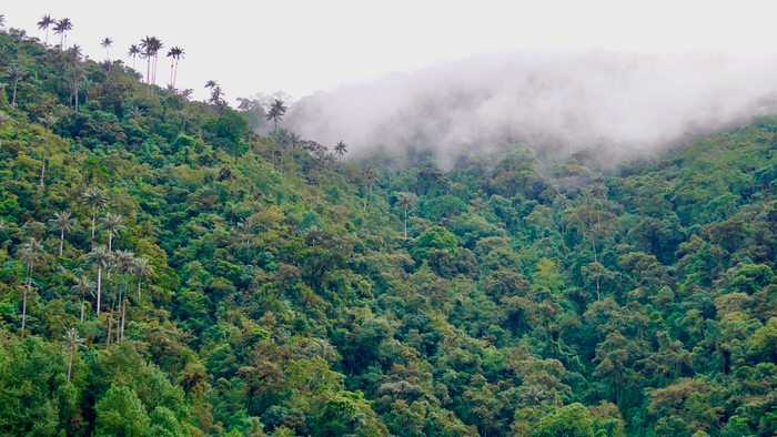 Tall wax palms interspersed within dense green jungle and the low-lying clouds