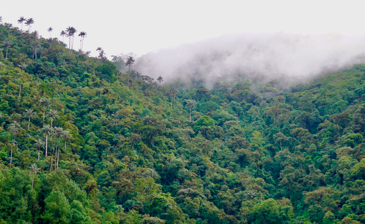 Tall wax palms interspersed within dense green jungle and the low-lying clouds
