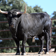 A large black Iberian Bull