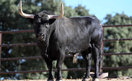 A large black Iberian Bull