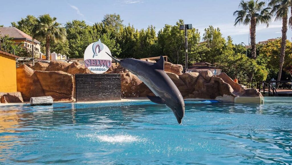Benalmadena's rescued dolphins are staying put after France pulls the plug on their return