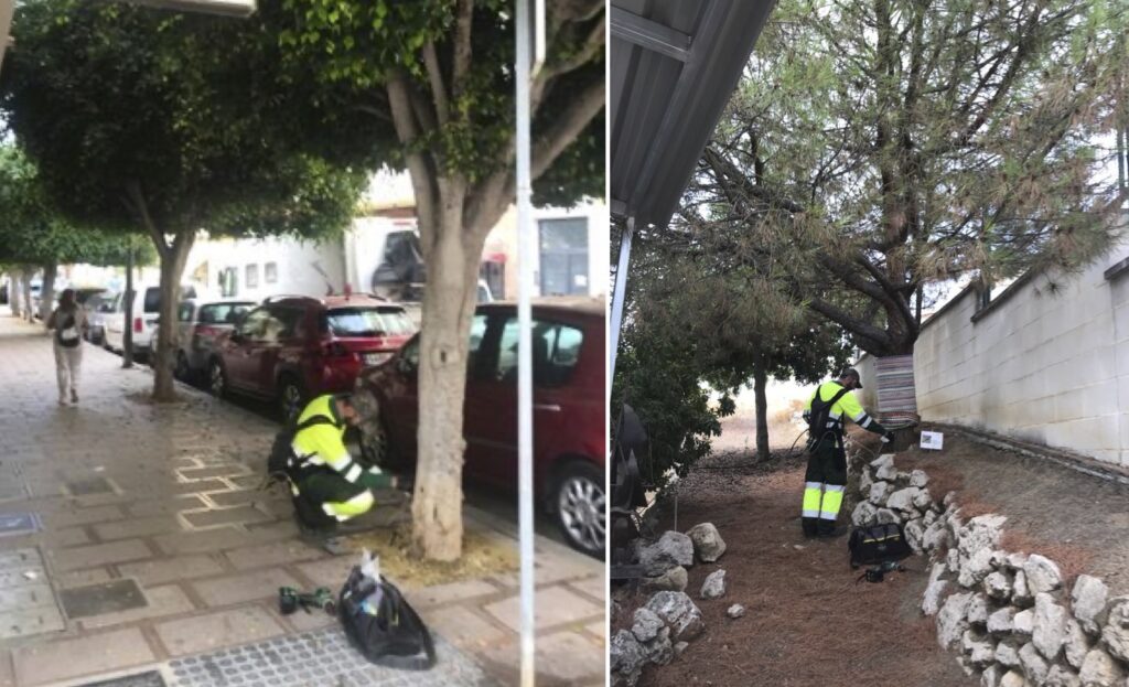 Spain processionary caterpillar warning as Rincon de la Victoria treats 700 pine trees