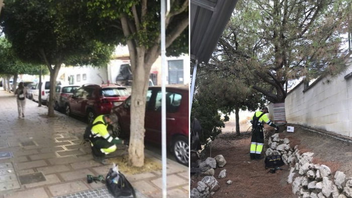 Council treating pine trees in Rincon de la Victoria against caterpillars.