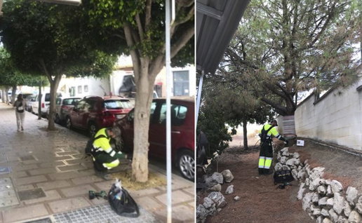 Council treating pine trees in Rincon de la Victoria against caterpillars.