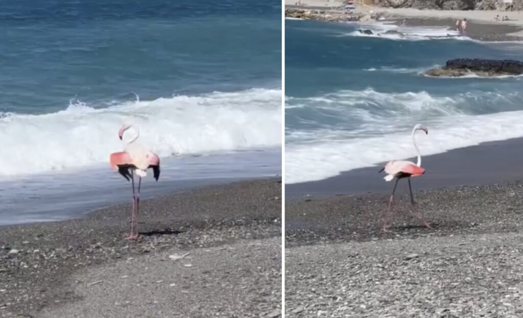 Shocking pink on Cotobro beach: Rare flamingo stops traffic in Almuñecar