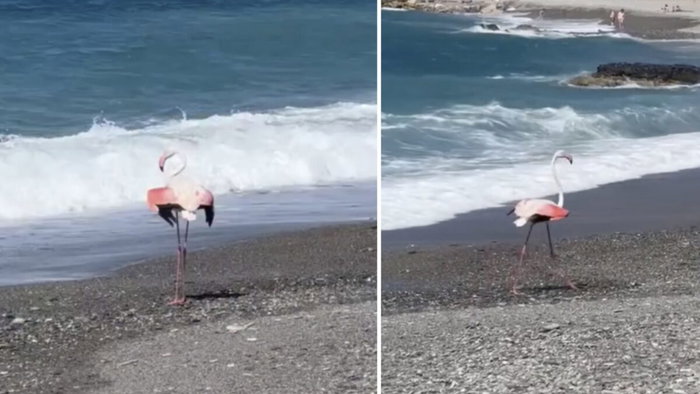 Flamingo pays a visit to Almuñecar.
