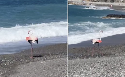 Flamingo pays a visit to Almuñecar.