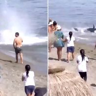 Huge fish swims ashore in Marbella