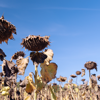 Wilted sunflowers in a dry field under a clear sky.