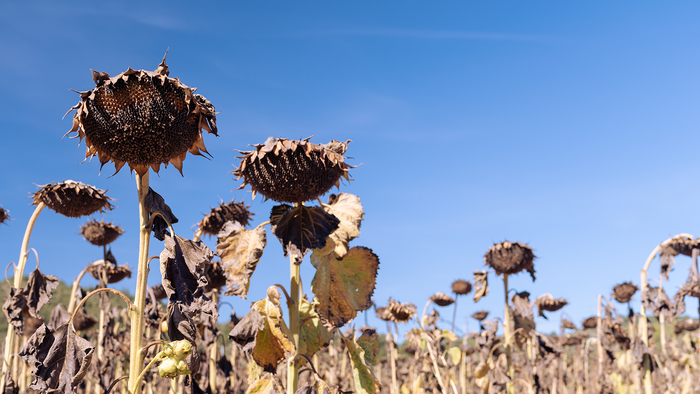 Wilted sunflowers in a dry field under a clear sky.