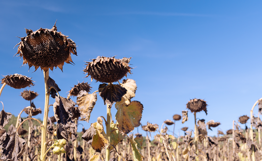Wilted sunflowers in a dry field under a clear sky.