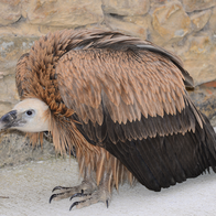 A griffon vulture crouched against a stone wall