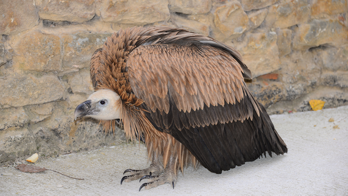 A griffon vulture crouched against a stone wall