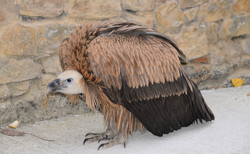 A griffon vulture crouched against a stone wall