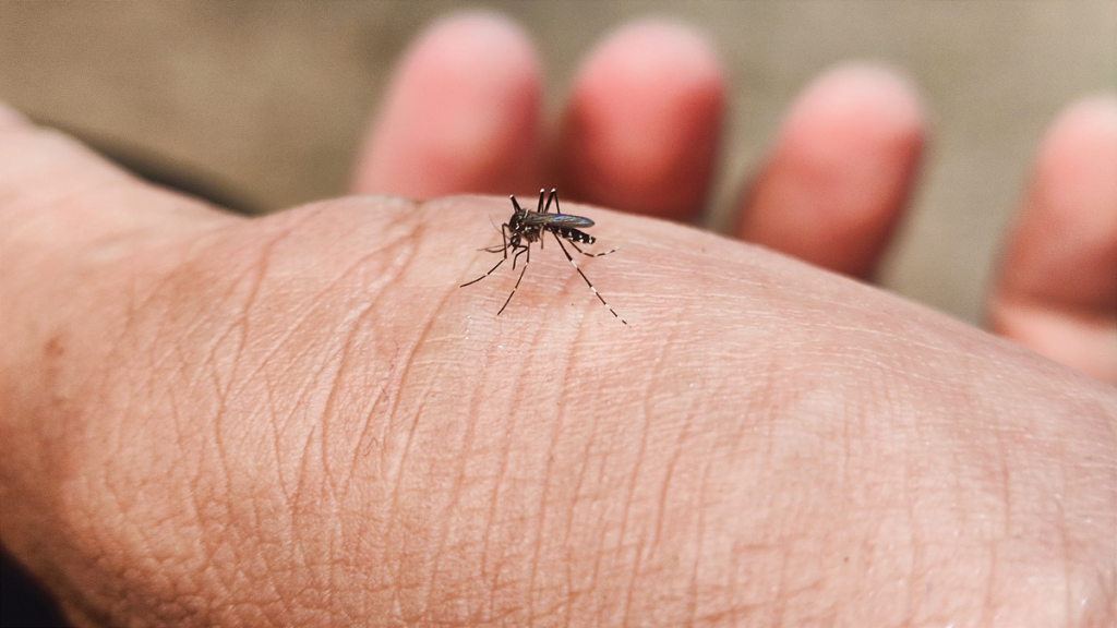 Almería and Málaga city join West Nile virus alert as Andalucía’s cases climb to 47