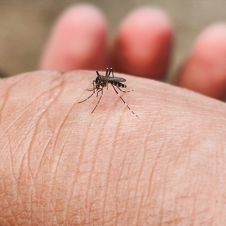 A mosquito biting a person's hand, illustrating how West Nile virus spreads.