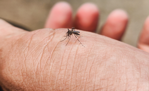A mosquito biting a person's hand, illustrating how West Nile virus spreads.