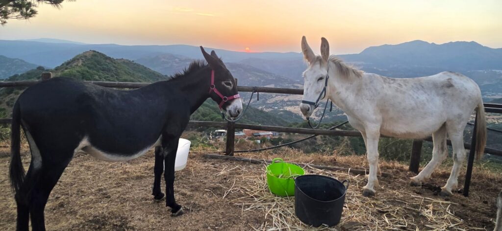 2 donkeys