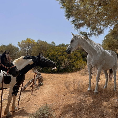 The horses at the shelter.