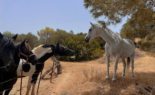 The horses at the shelter.