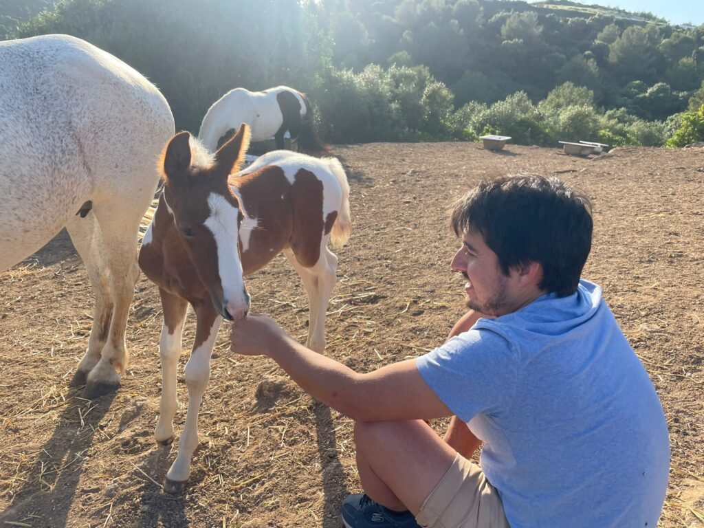 The horses.