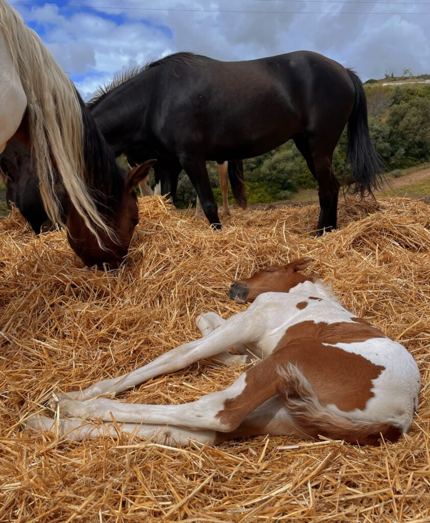 The horses.