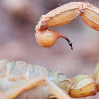 Yellow mediterranean scorpion