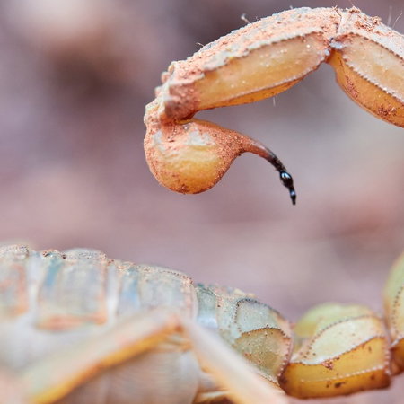Yellow mediterranean scorpion