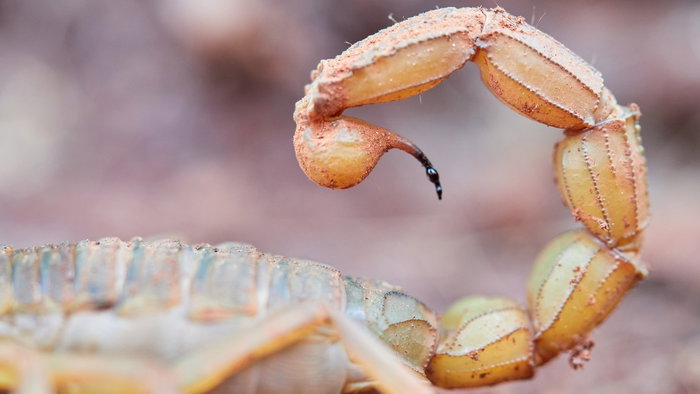 Yellow mediterranean scorpion