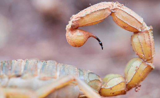 Yellow mediterranean scorpion