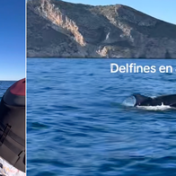 Dolphin delights jet-skier with magical surprise off Jávea coast