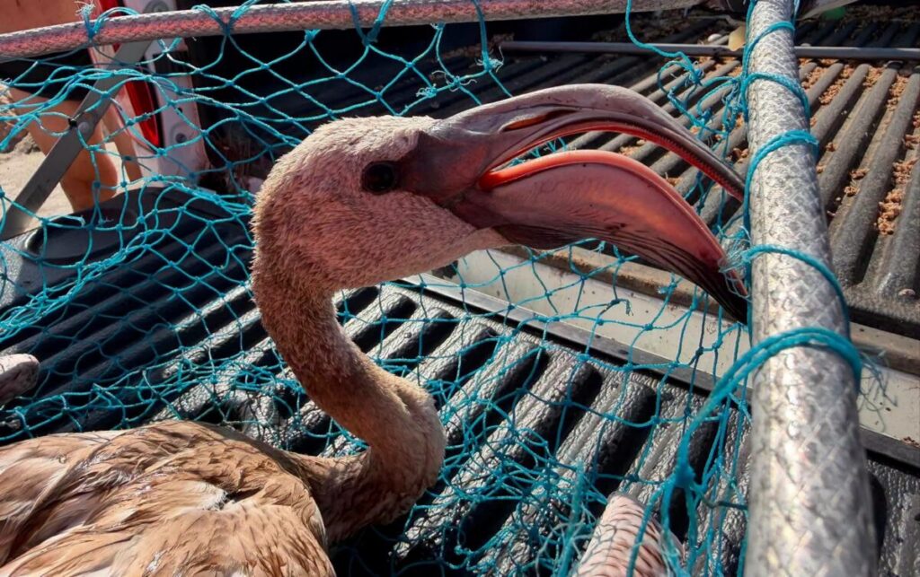 Baby flamingo rescued from Costa del Sol beach in Benalmadena