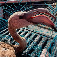 Baby flamingo rescued on Playa Bonito in Benalmadena