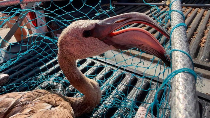 Baby flamingo rescued on Playa Bonito in Benalmadena