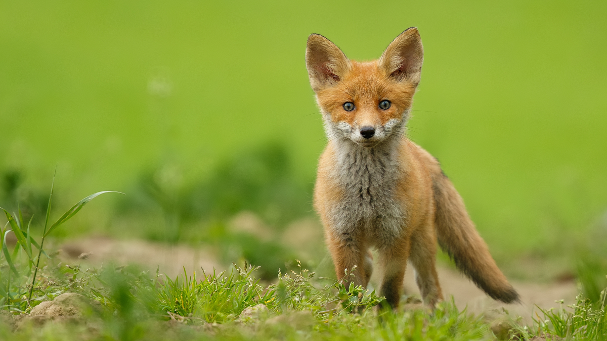 Valencia gives green light for 10,000 foxes to be hunted
