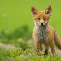 A young red fox standing in grass, the species targeted by Valencia's annual hunting quota.