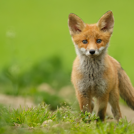 A young red fox standing in grass, the species targeted by Valencia's annual hunting quota.